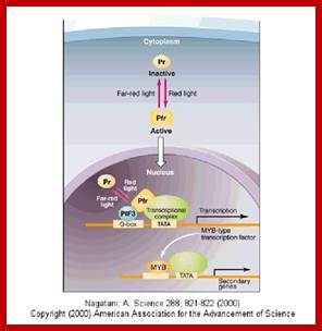 http://plantcellbiology.masters.grkraj.org/html/Plant_Growth_And_Development10-Physiology_Of_Flowering_files/image035.jpg