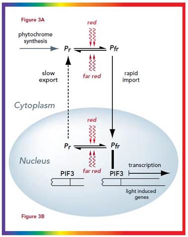 Image result for Phytochrome response to light wavelength