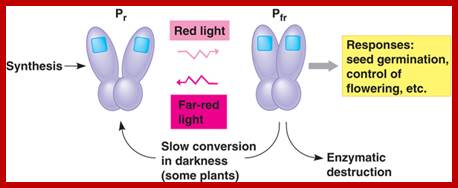 Image result for phytochromes in plants