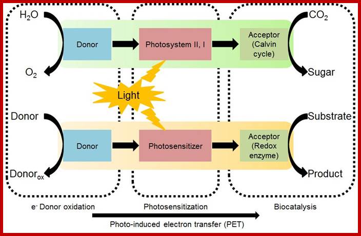 http://biomaterials.kaist.ac.kr/pub/2013%20CEJ%2098.jpg