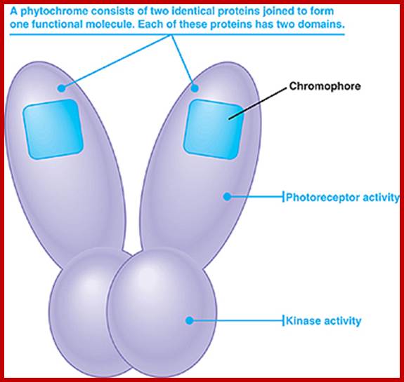 http://www.bio.miami.edu/dana/pix/phytochrome_structure.jpg