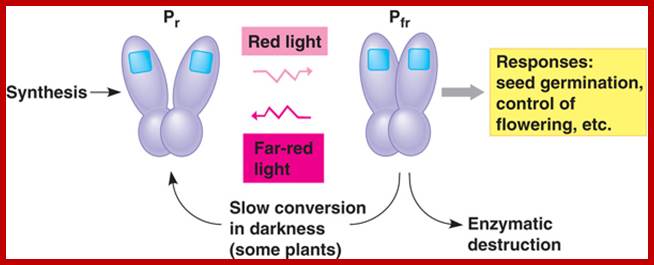 http://www.bio.miami.edu/dana/pix/phytochrome_switch.jpg