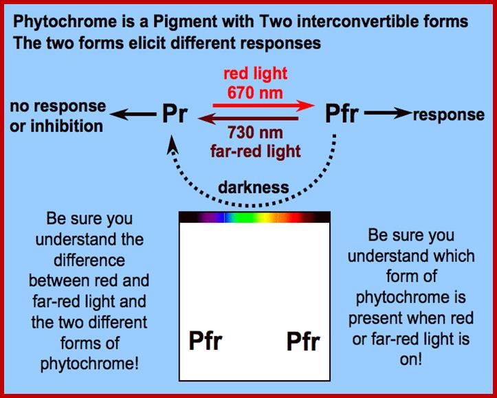 http://plantphys.info/plant_physiology/images/phytochrome.convert.gif