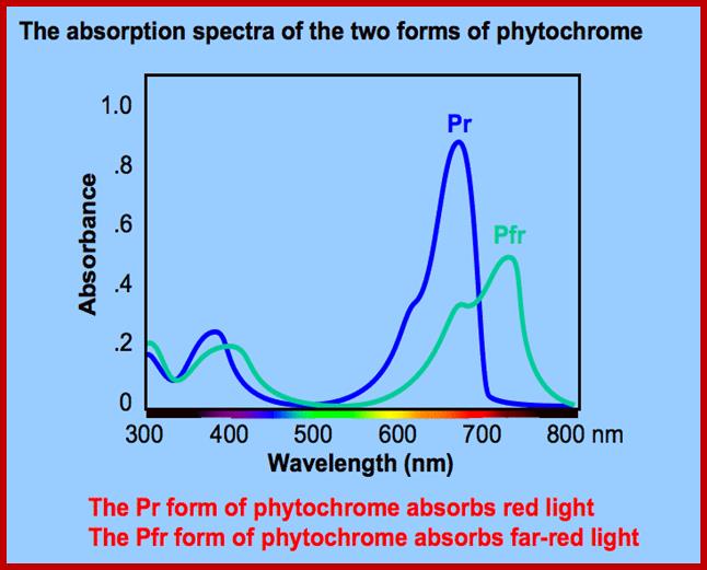 http://plantphys.info/plant_physiology/images/pchromespecs.gif