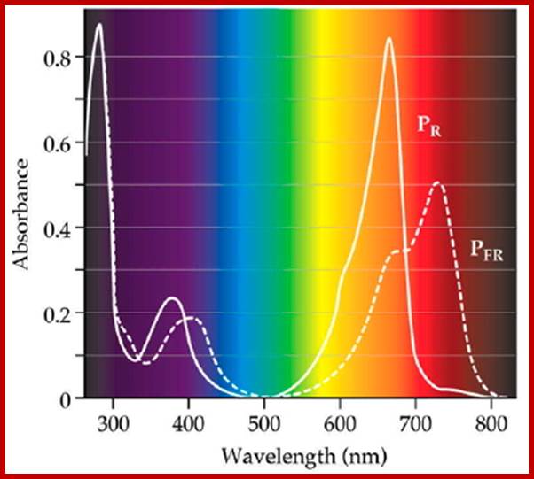 http://www.photobiology.info/Shinkle_files/Fig4.jpg