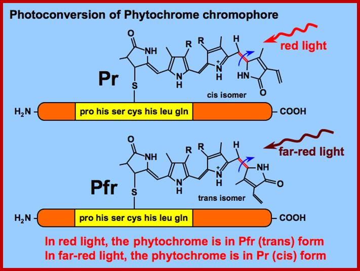 http://plantphys.info/plant_physiology/images/pchromeforms.gif