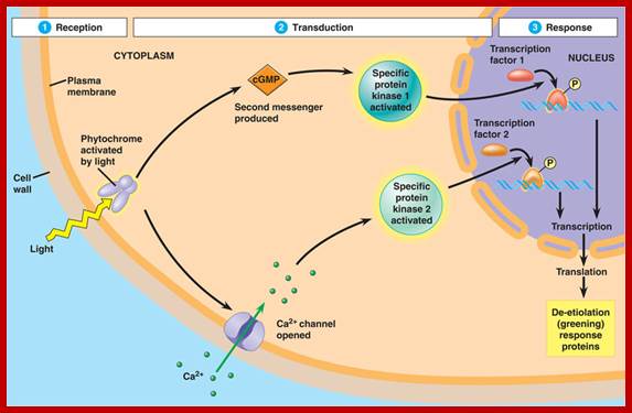 http://www.bio.miami.edu/dana/pix/de-etiolation_pathway.jpg