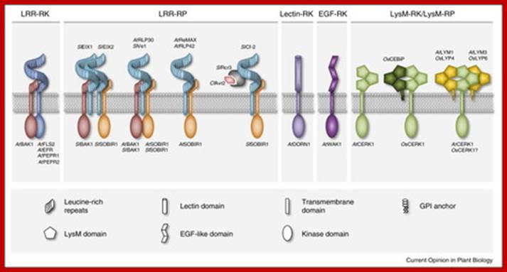 Immune receptor complexes at the plant cell surface | Plant-microbe interactions (on the plant's side) | Scoop.it