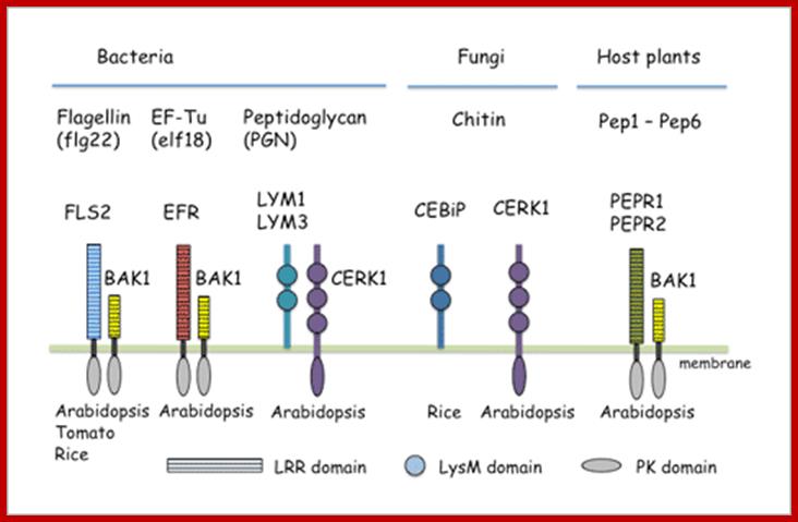 Fig.1 Pattern recognition receptors and co-receptors in plants