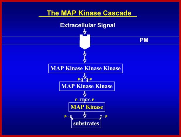 MAP kinase cascade