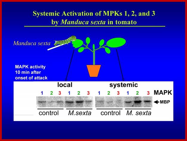 http://ww2.biol.sc.edu/~johstrat/Images/fig4.jpg