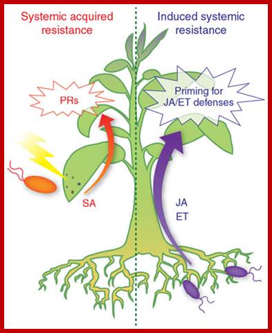 http://www.nature.com/nchembio/journal/v5/n5/images/nchembio.164-F4.jpg