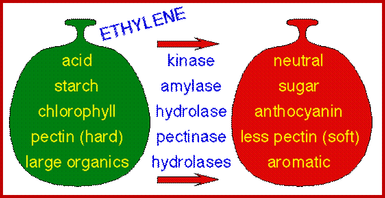 http://plantphys.info/plants_human/fruitripe.gif