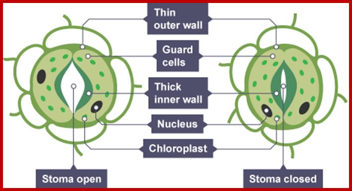 http://www.bbc.co.uk/schools/gcsebitesize/science/images/triple_science/012_bitesize_gcse_tsbiology_transportsystemsinplants_stomatalmovementplants_464.gif