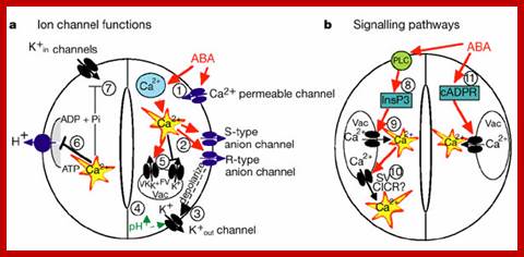 Guard cell abscisic acid signalling and engineering drought hardiness in plants