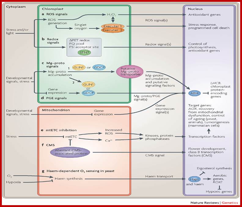 Coordination of gene expression between organellar and nuclear genomes