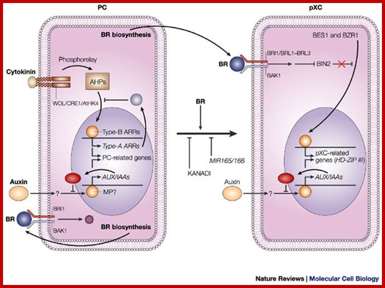 Signals that control plant vascular cell differentiation