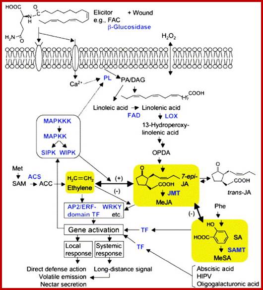 http://ars.sciencedirect.com/content/image/1-s2.0-S138819810500048X-gr1.jpg