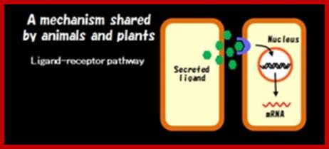 ligand-receptor EN.jpg