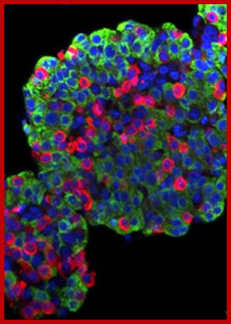 Islets Cells also called Islets of Langerhans Cells