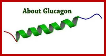 Image result for glucagon