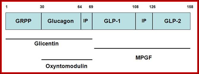 Structure and processing of mammalian preproglucagon