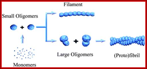 http://mol-biol4masters.masters.grkraj.org/html/Co_and_Post_Translational_Events1-Precursor_&_Polyproteins_files/image015.gif