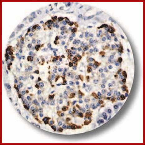 Gcg antibody Immunohistochemistry (IHC) image