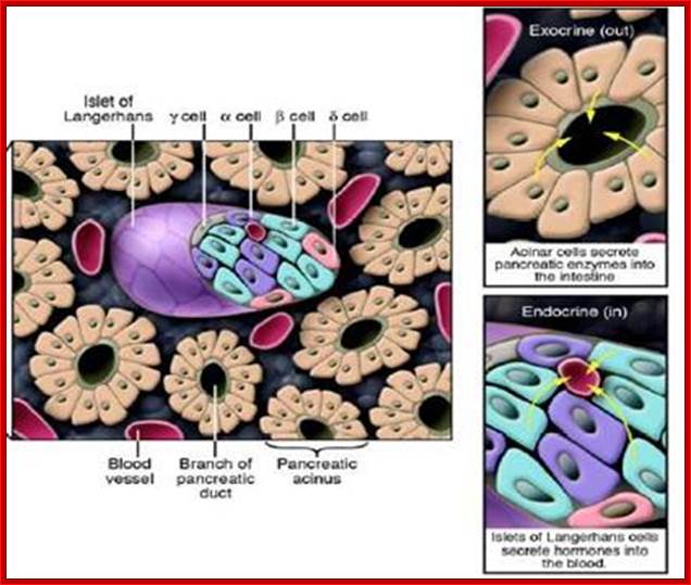 pancreas_figure_cross_section.jpg