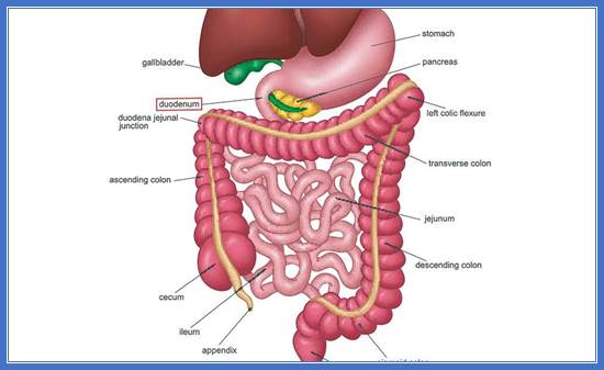 Duodenum - An Overview | DHP Digestive Health Partners