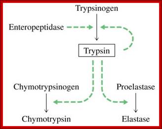 http://mol-biol4masters.masters.grkraj.org/html/Co_and_Post_Translational_Events1-Precursor_&_Polyproteins_files/image021.jpg