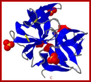 Crystal Structure of Cellulomonas Bogoriensis Chymotrypsin 2ea3