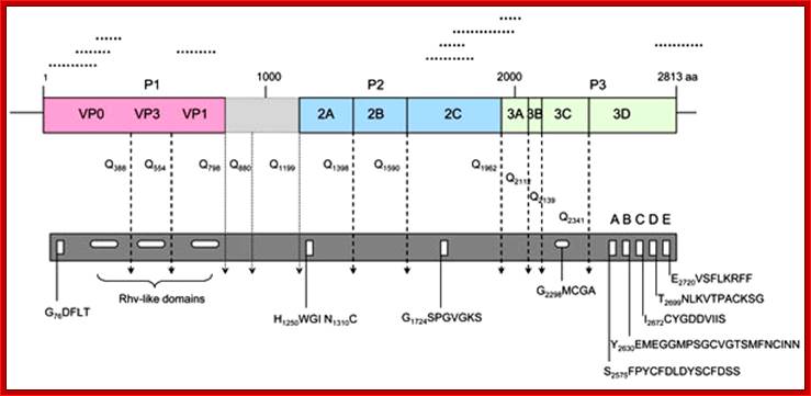 Predicted turkey hepatitis virus (THV) genome organization based on sequence comparison to known picornaviruses. Dotted lines above the genome depict the location of the original sequences obtained by high-throughput sequence analysis. Conserved picornaviral motifs and predicted potential cleavage sites along the coding region are indicated in the bar below.