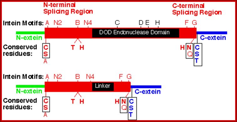 Intein Motifs