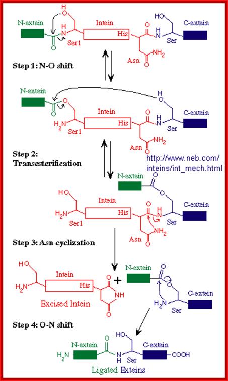 Image result for Protein Splicing mechanism; Shmuel Pietrokovski