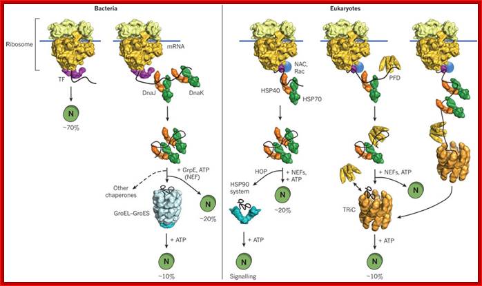 Cytosolic Chaperones