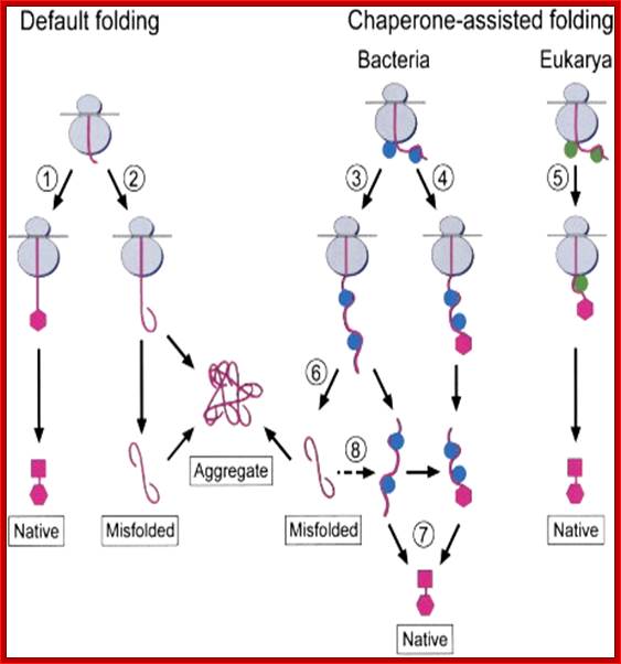 http://origin-ars.sciencedirect.com/content/image/1-s2.0-S0092867404002995-gr7.jpg