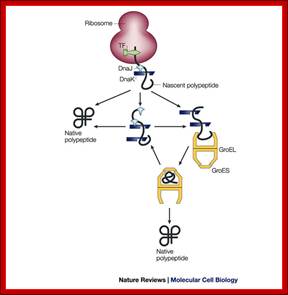 Pathways of chaperone-mediated protein folding in the cytosol