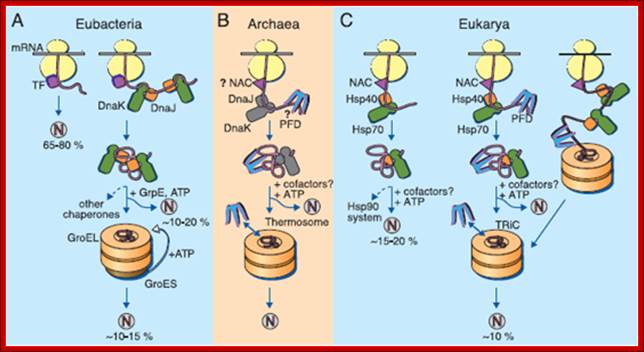 Penicillin acylase catalyzes hydrolysis of penicillins