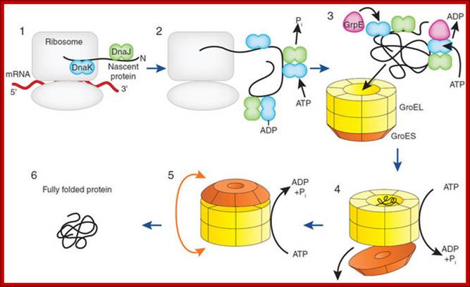 Model from 1993 for the pathway of chaperone-assisted protein folding in the E. coli cytosol, shown for a GroEL-dependent protein (reproduced from ref. 25).