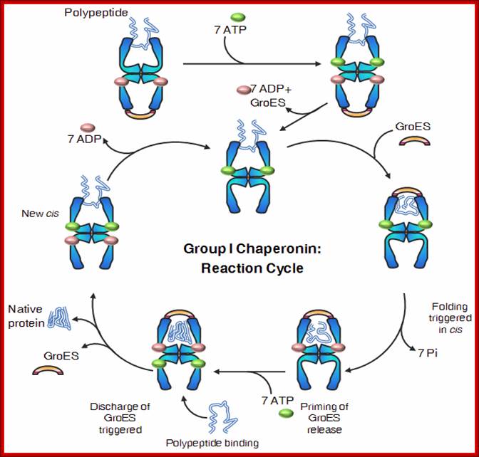 chaperonin