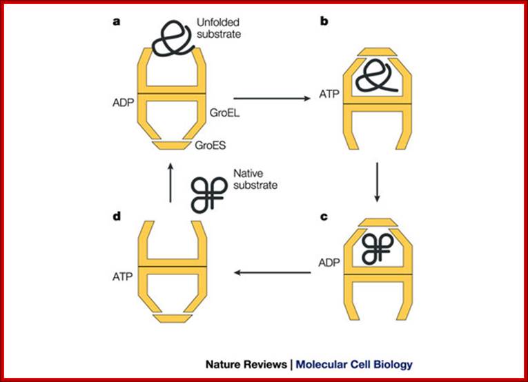 Pathways of chaperone-mediated protein folding in the cytosol