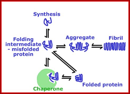 http://www.thenakedscientists.com/HTML/uploads/tx_naksciimages/karensmith3_protein_chaperones.gif