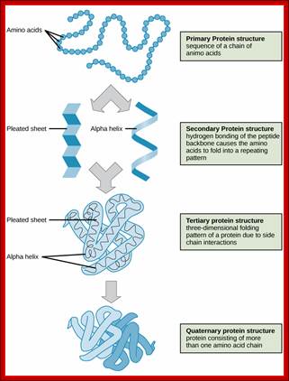 Shown are the four levels of protein structure. The primary structure is the amino acid sequence. Secondary structure is a regular folding pattern due to hydrogen bonding. Two types of secondary structure are shown: a beta pleated sheet, which is flat with regular ripples, and an alpha helix, which coils like a spring. Tertiary structure is the three-dimensional folding pattern of the protein due to interactions between amino acid side chains. Quaternary structure is the interaction of two or more polypeptide chains.