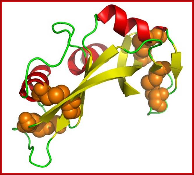 richardson ribbon sstructure of RNase