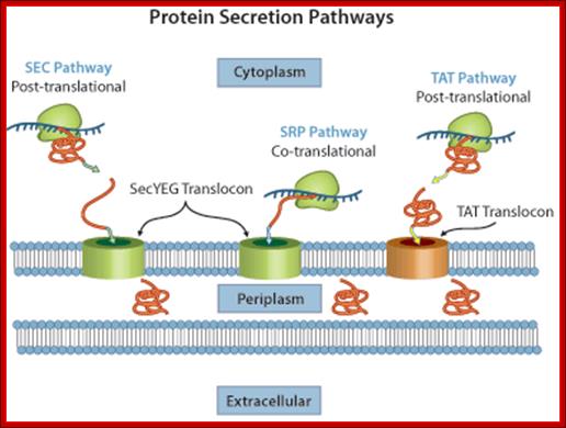 Protein Secretion Pathways