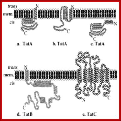 The Twin-Arginine Transport System