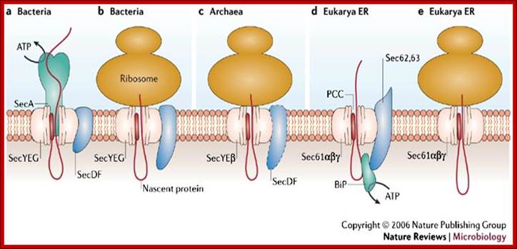 Protein secretion in the Archaea: multiple paths towards a unique cell surface