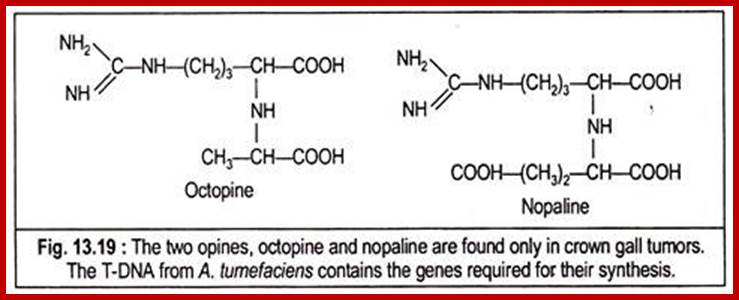 Image result for octopine  nopaline