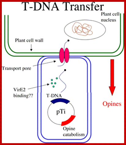 VirB protein complex